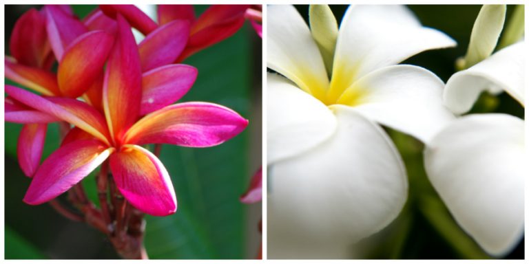 Barbados Flowers 900 450 Tropic Breeze Caribbean And Maldives Holiday Blog
