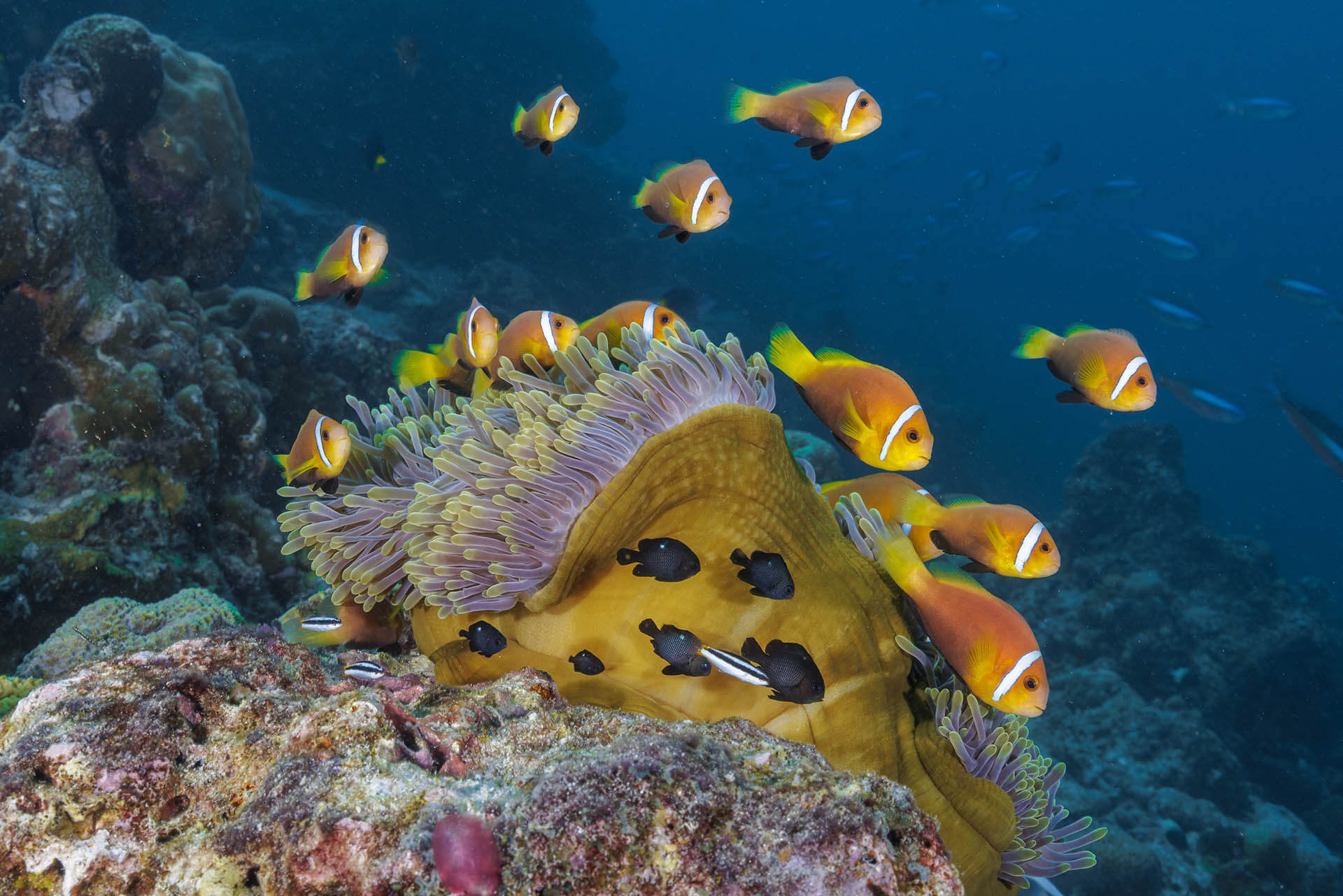 Reef at OBLU Helengeli