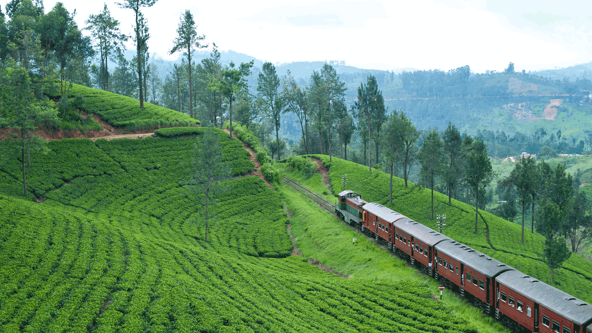 Train in Tea Country