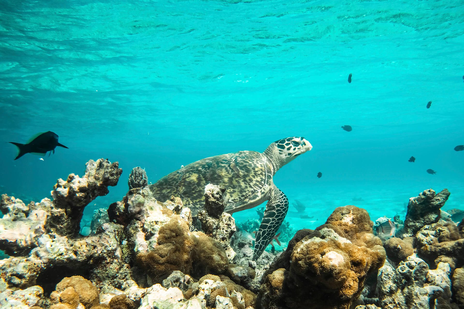 House reef at Constance Moofushi