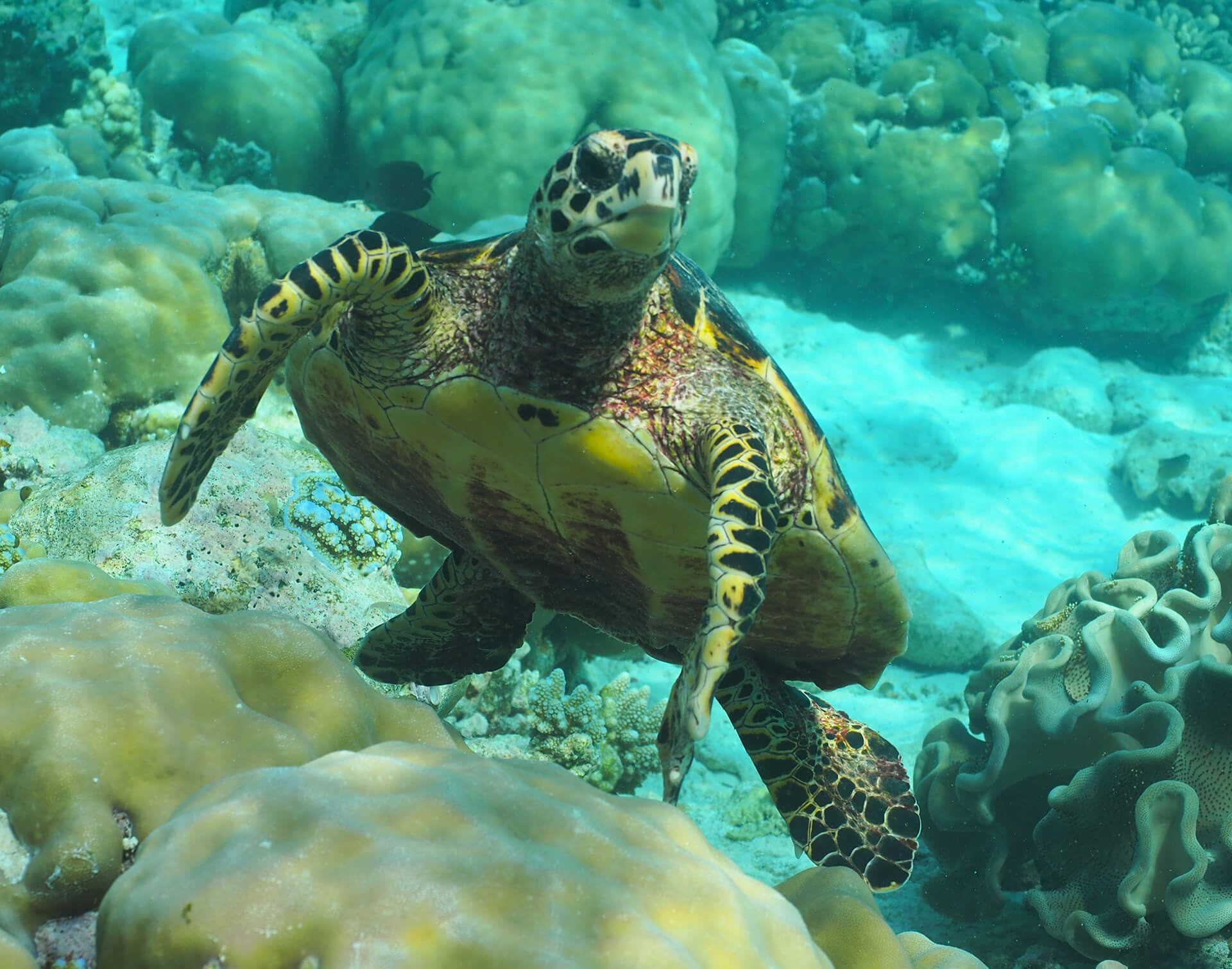 Snorkelling at Filitheyo Island Resort