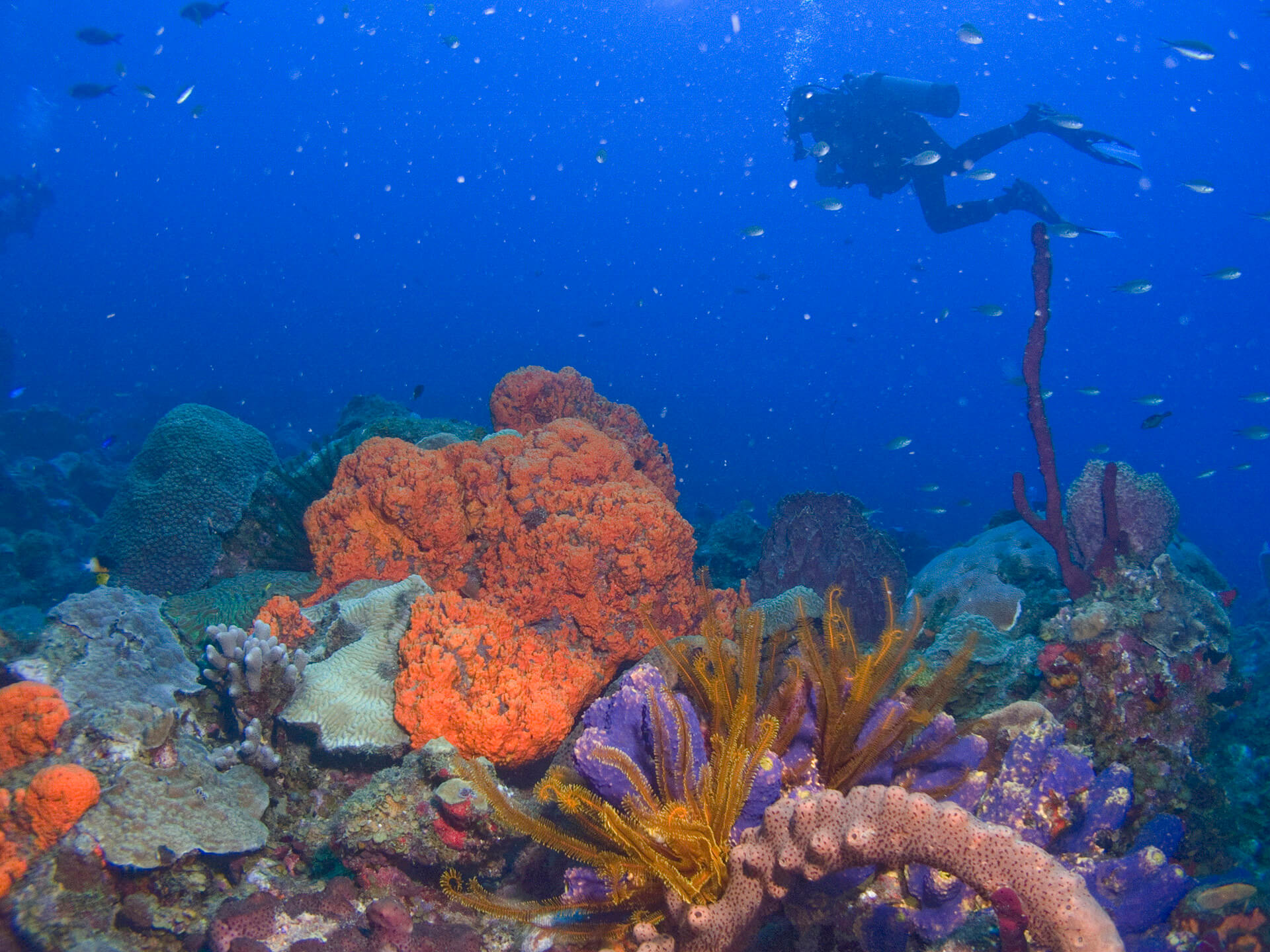 Diving in Dominica