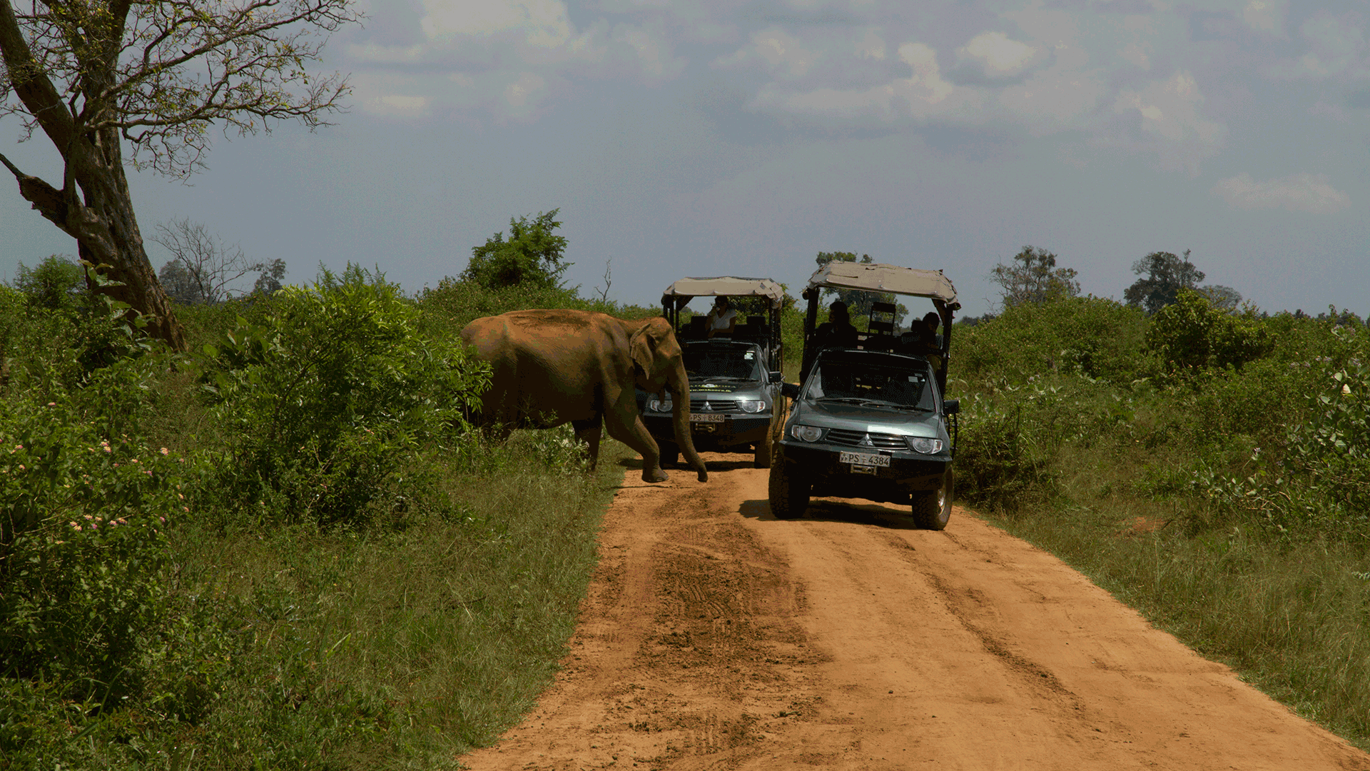 Safari Drive