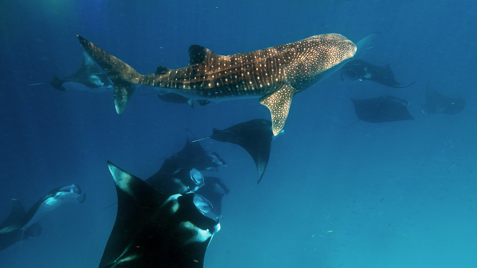 Diving at Mirihi