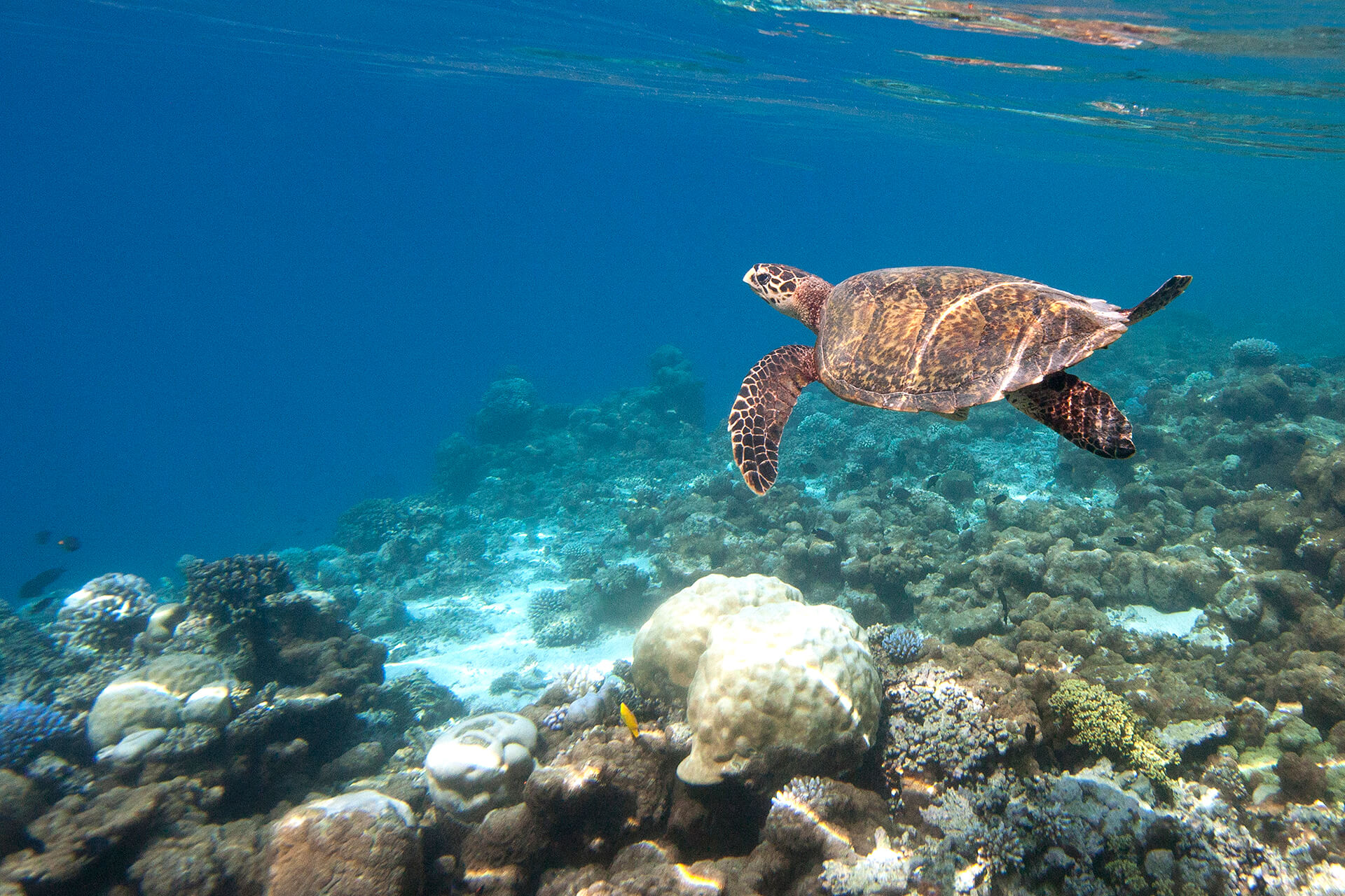 House reef at Coco Bodu Hithi