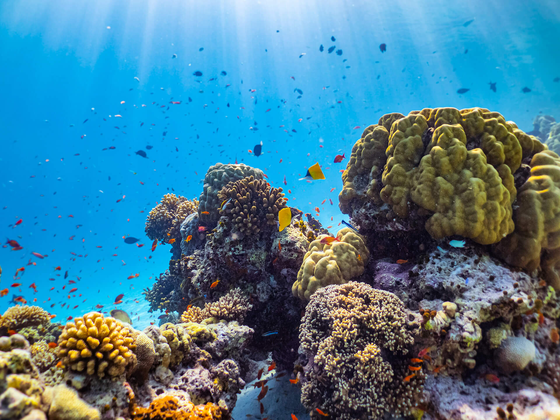 House reef at Komandoo